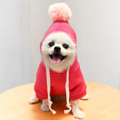 small white dog wearing a Rose Red hoodie with pom pom in a home setting 