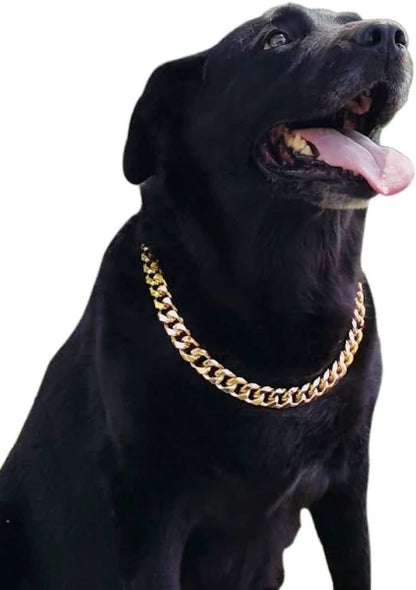 Black Labrador dog wears a Gold Rock Star Pet Chain Necklace on a white background. 