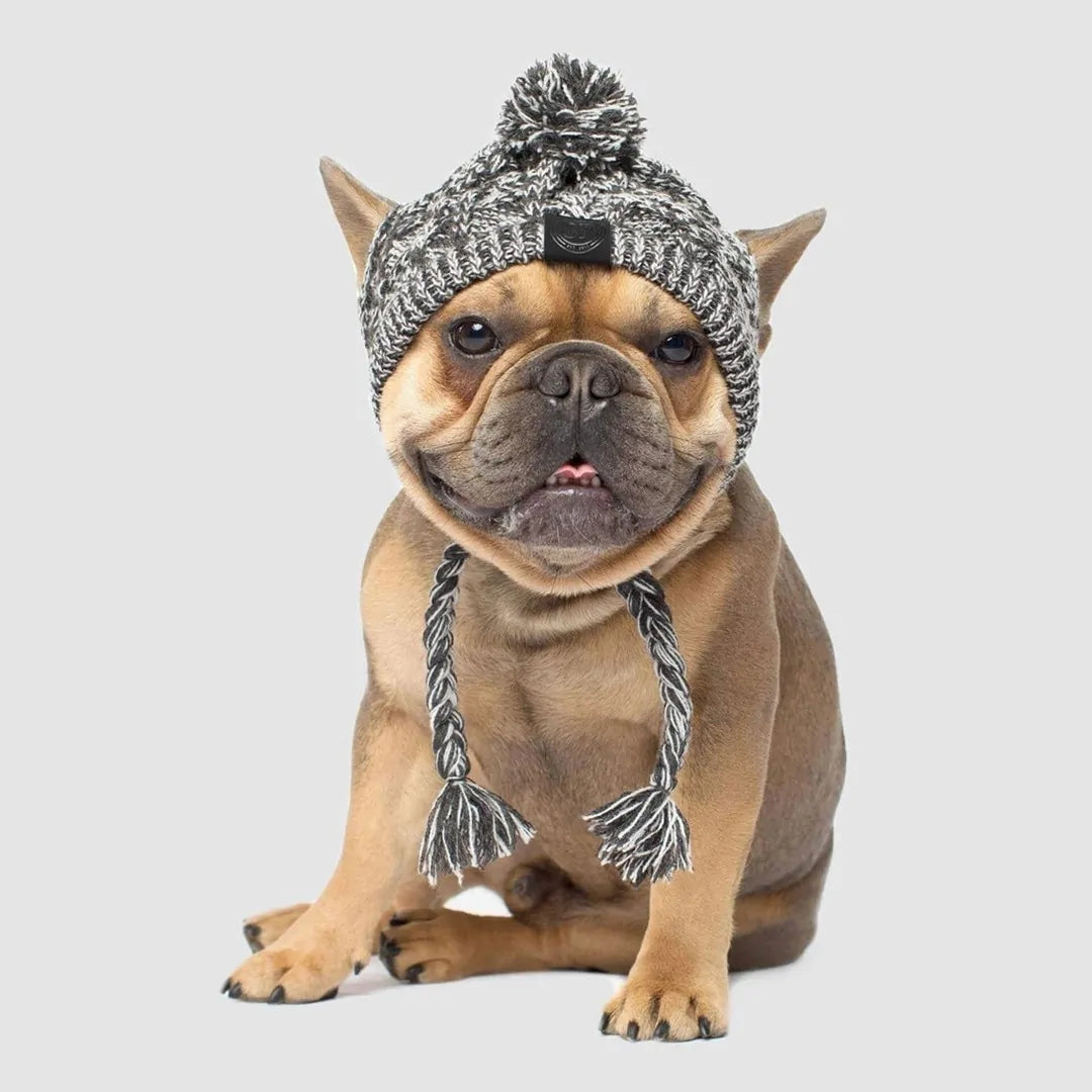 brown pug dog wearing a grey wool hat, white background