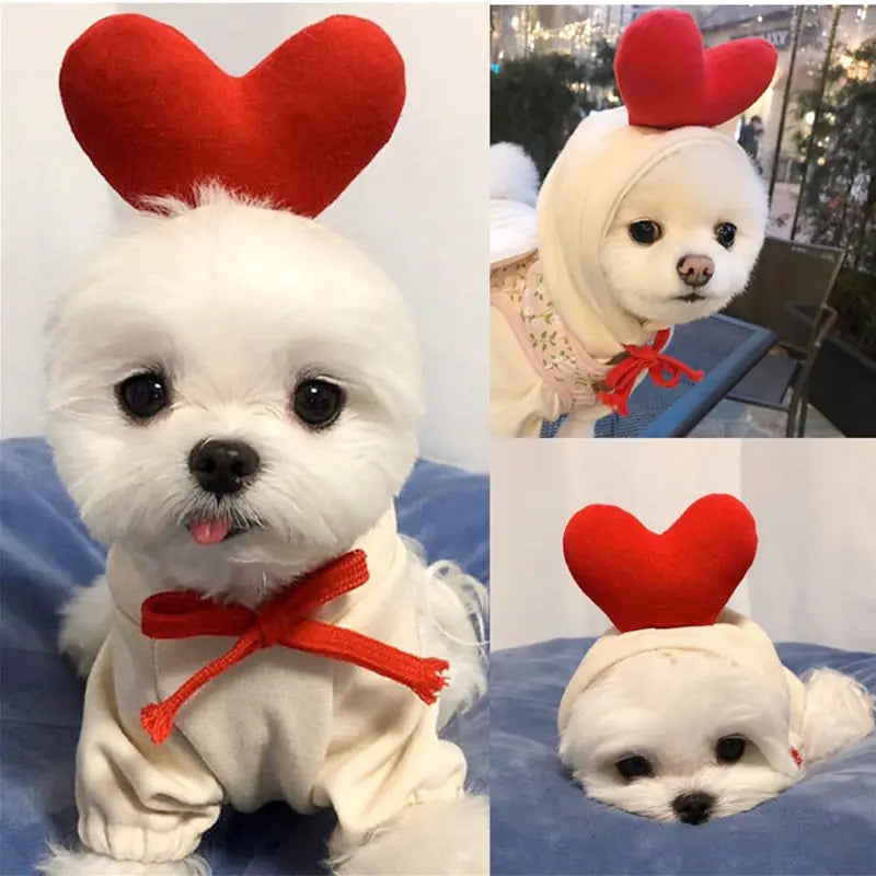 white hoodie with red love heart on the top of the hoodie, on a small white dog, sitting in different positions in a home setting. 
