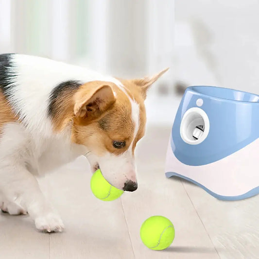 Corgi dog with a tennis ball in it's mouth, in a home setting, the automatic tennis ball launcher is on the floor, next to another tennis ball. 
