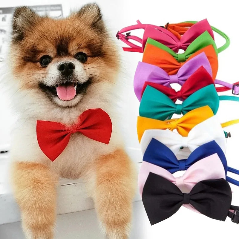 cute fluffy dog wears a red bow tie, white background. image to the right shows the colour variants. 