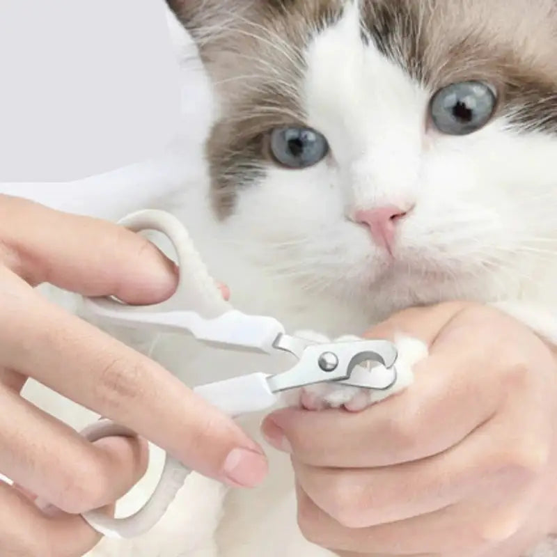 tabby and white cat having it's claws trimmed using the nail clippers. 