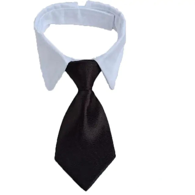 white collar and black tie on a white background 