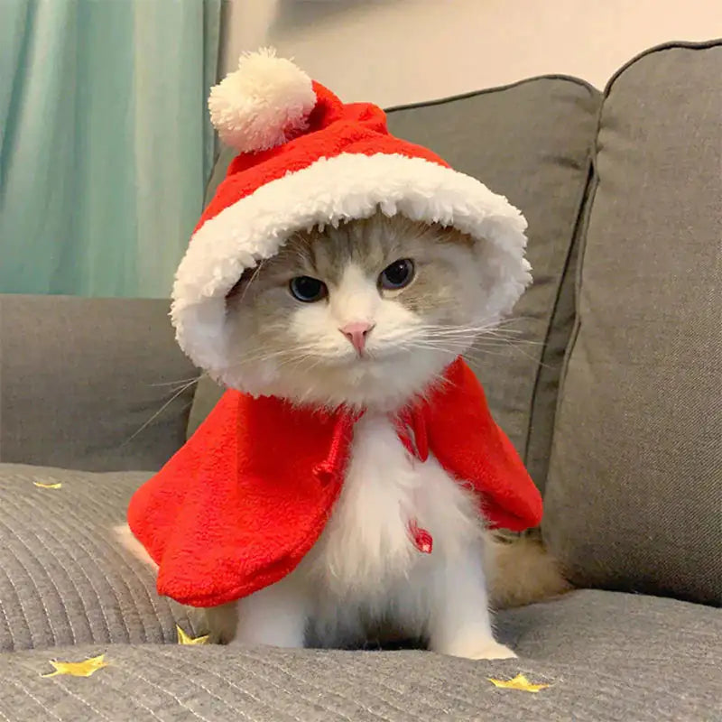 A cute cat wears the red Festive Paws Holiday Cape in a home setting 