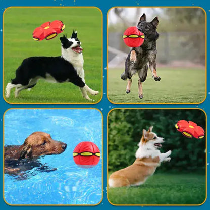 four small images showing different dogs interacting with the flying saucer ball, in outdoor settings, in the pool, demonstrating the floating feature. 