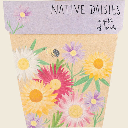 Sow ’n’ Sow – Gift of Seeds: Daisies (Native)