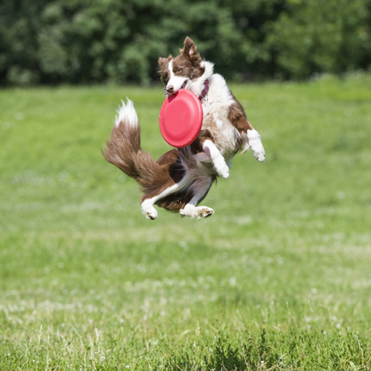 A Collie dog leaps in the air catching a Red Soft Non-Slip Flying Disc in a grassy field. 