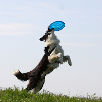 A black and white Collie dog leaps in the air to catch a Blue Soft Non-Slip Flying Disc in an outdoor setting. 