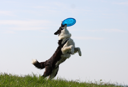 A black and white Collie dog leaps in the air to catch a Blue Soft Non-Slip Flying Disc in an outdoor setting. 