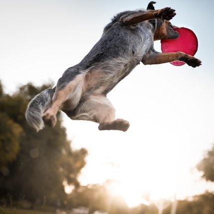 A Cattle dog leaps high in the air to catch a red Soft Non-Slip Flying Disc in an outdoor setting. 