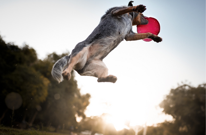 A Cattle dog leaps high in the air to catch a red Soft Non-Slip Flying Disc in an outdoor setting. 