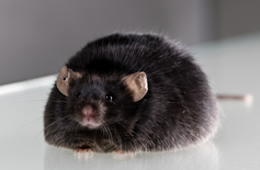Small Animals - nurture happy, healthy little companions with confidence.