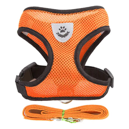 orange harness and leash set on white background. 