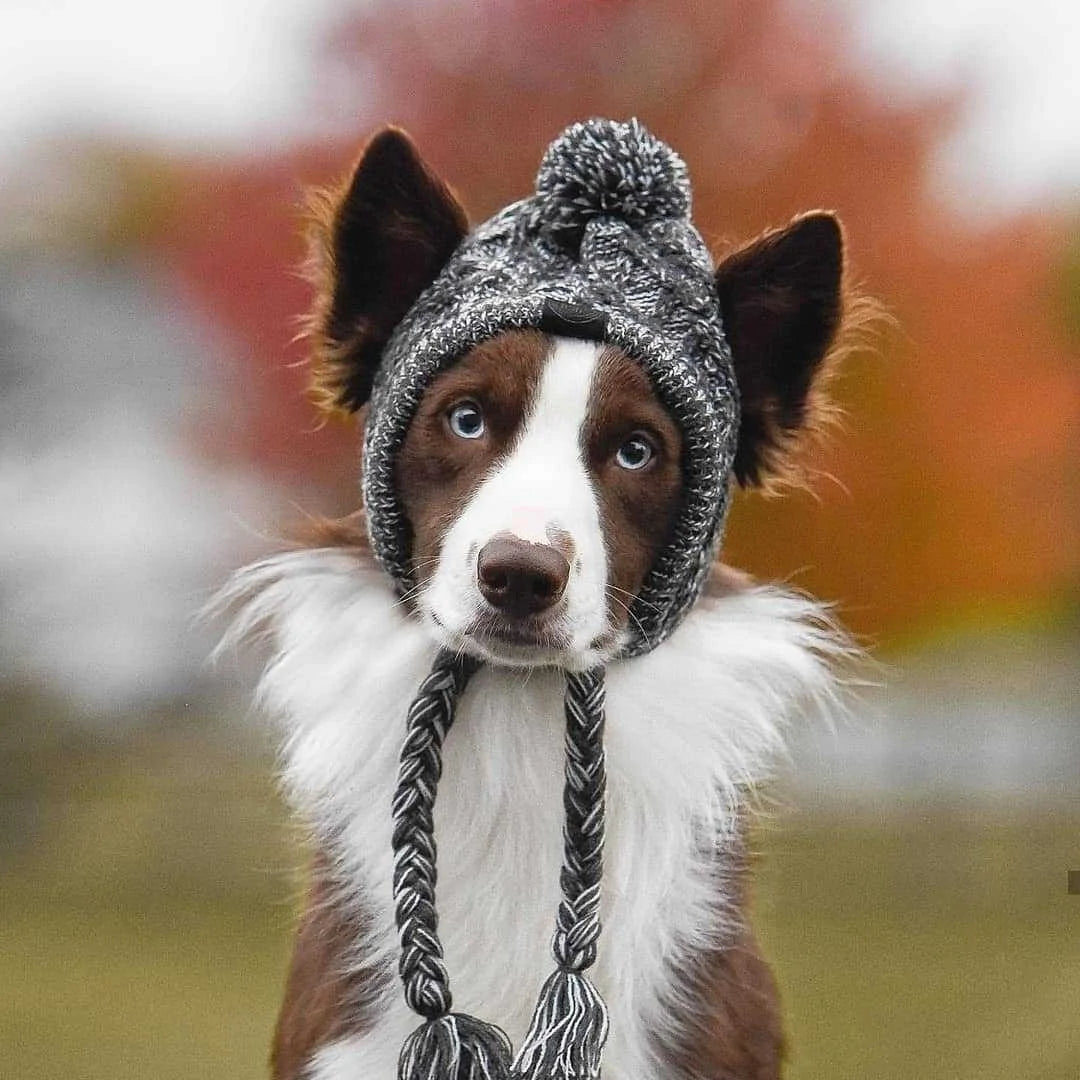 Brown and white collie dog in an outdoor setting, wearing a grey wool hat. 