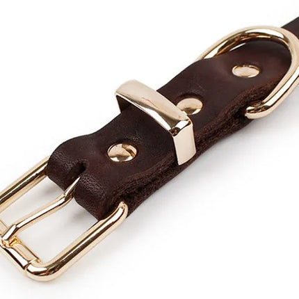 close up of brown leather collar on a white background, showing buckle. 