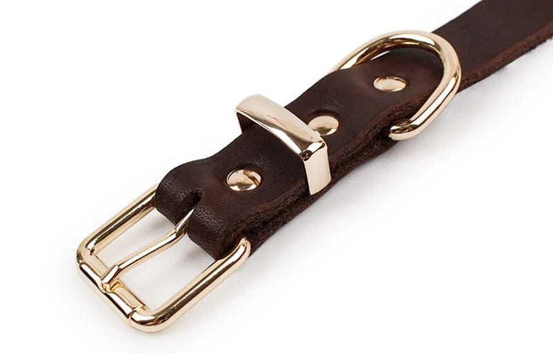 close up of brown leather collar on a white background, showing buckle. 