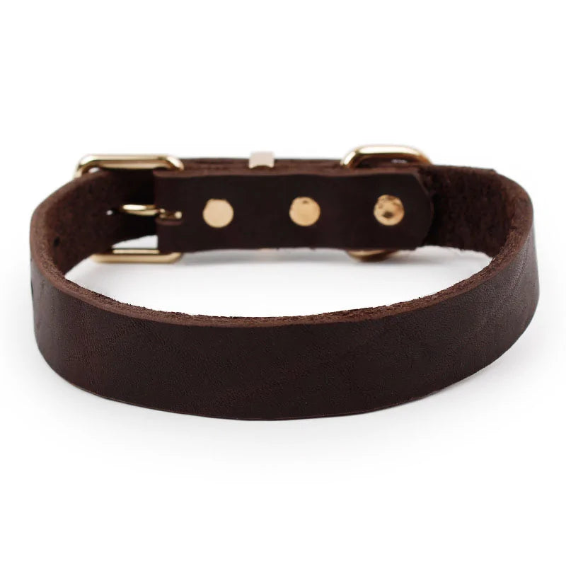 Brown leather collar white background. 