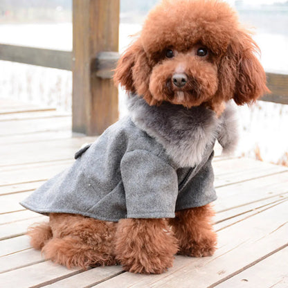 small brown Poodle wears a grey fur collared jacket, sitting on a deck. 