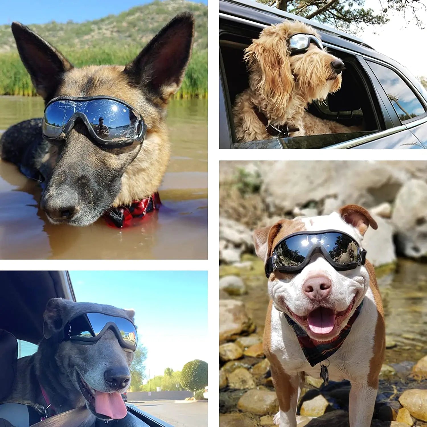 four lifestyle images, showing various dogs of different breeds wearing the goggles in outdoor settings, such as riding in the car and by the water. 