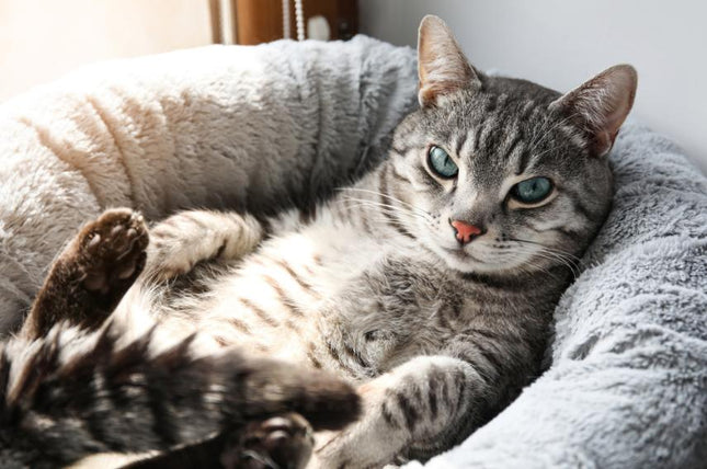 Majella's Pet Store - Unleashing Joy for Pets and Owners Alike