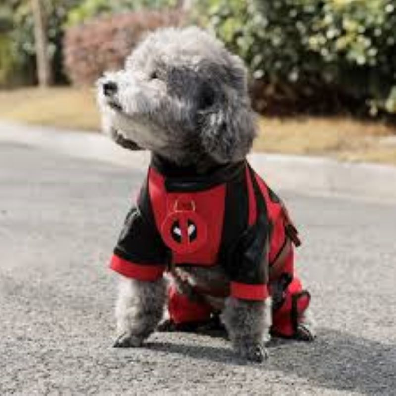 small grey poodle wears the Superhero Cosplay Costume in an outdoor setting 