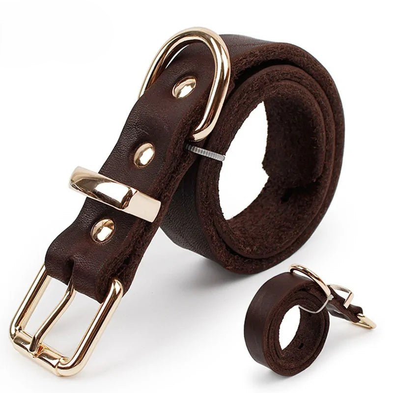 dark brown leather collar curled, showing the buckle on a white background