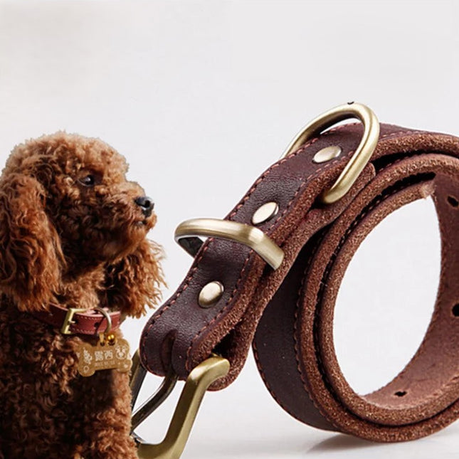Brown leather collar white background. Insert of brown dog wearing a brown leather collar. 