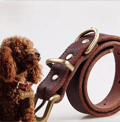 Brown leather collar white background. Insert of brown dog wearing a brown leather collar. 