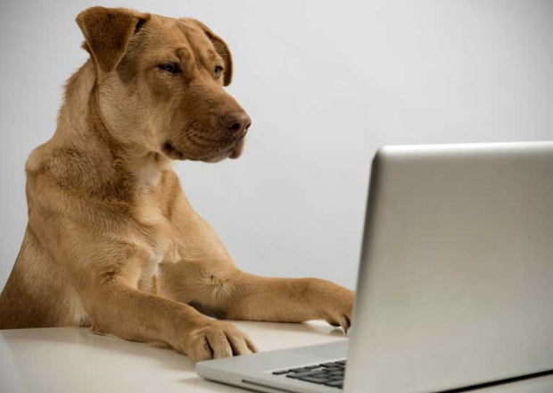 <h3>Confused by conflicting pet advice?</h3>