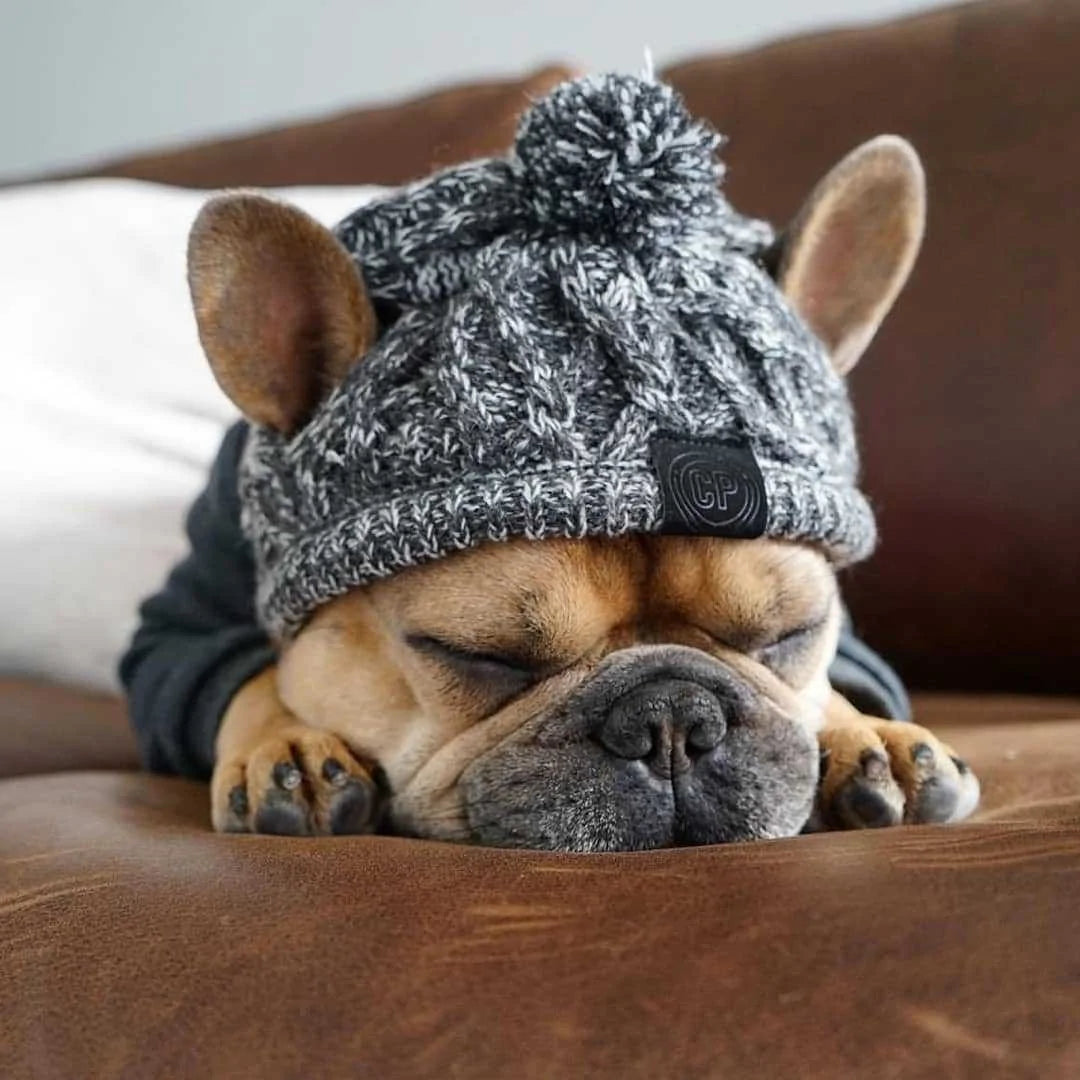 Beige coloured Pug sleeps on a brown sofa, wearing a grey woollen hat. 