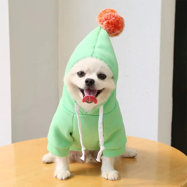 small white dog sitting on a wooden surface in a home setting, wearing a light green hoodie with pom pom 