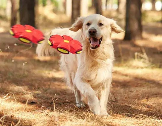 Golden retriever dog chases a red flying saucer ball in a woodland setting