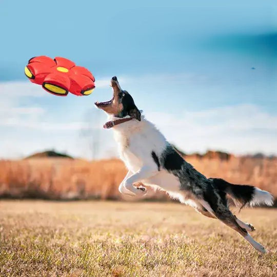 A Collie dog leaps into the air to catch a red flying saucer ball, in an outdoor setting, blue sky and a field forms the background