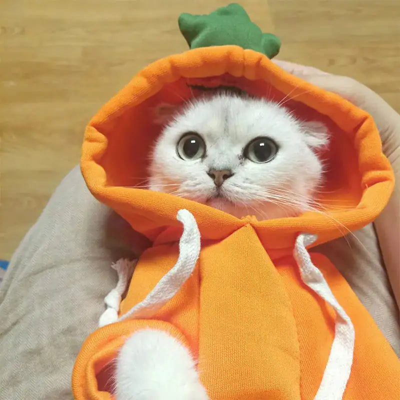 silver white cat lies in a bed, wearing an orange carrot hoodie in a home setting. 