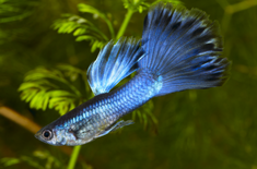 Fish - Clear guidance for thriving aquariums.