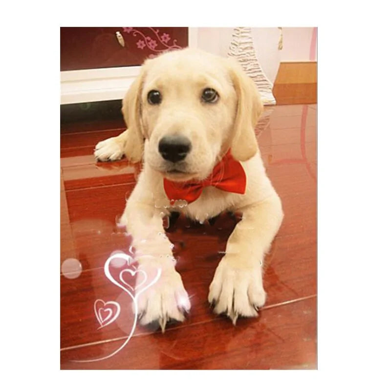 Labrador puppy in a home setting wearing a red bow tie. 