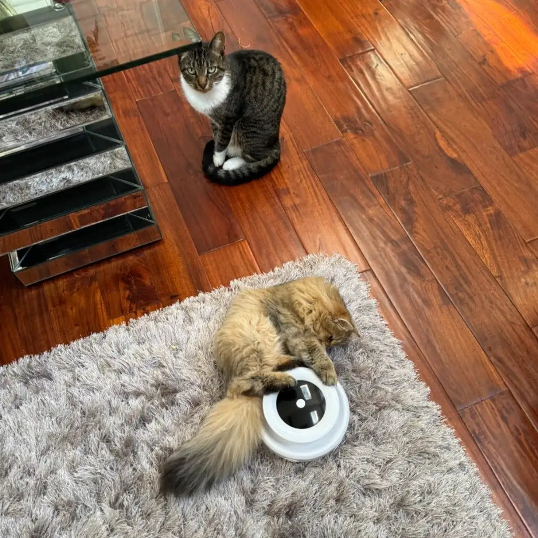 two cats in a home setting, one is lying on the floor on a rug, interacting with the Feather Frenzy Cat Toy 