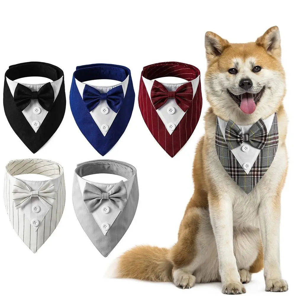 Shiba Inu dog wearing a grey tuxedo bow tie on a white background, five other color varieties are also displayed 