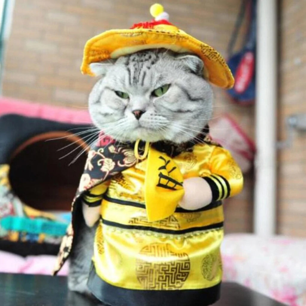 cat wears a Chinese Costume in a home setting