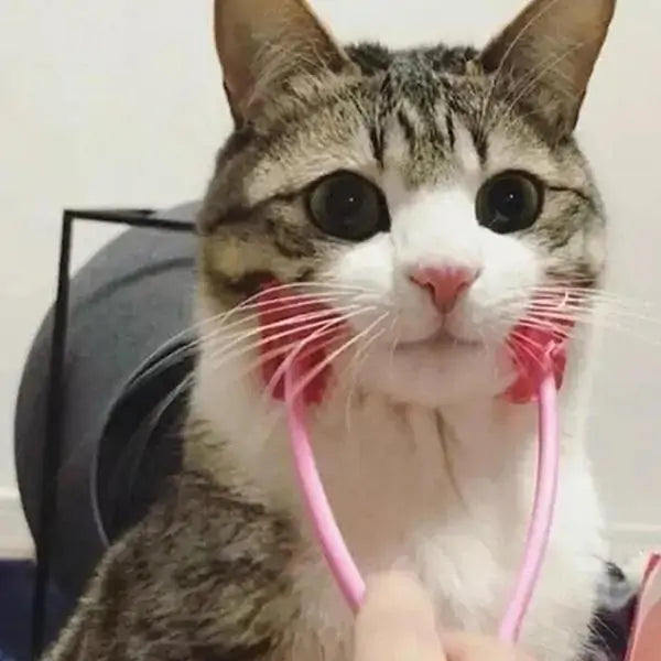 Tabby and white cat getting a face massage using the Blissful Bond Pet Massager in a home setting