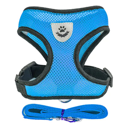 blue harness and leash set on white background. 