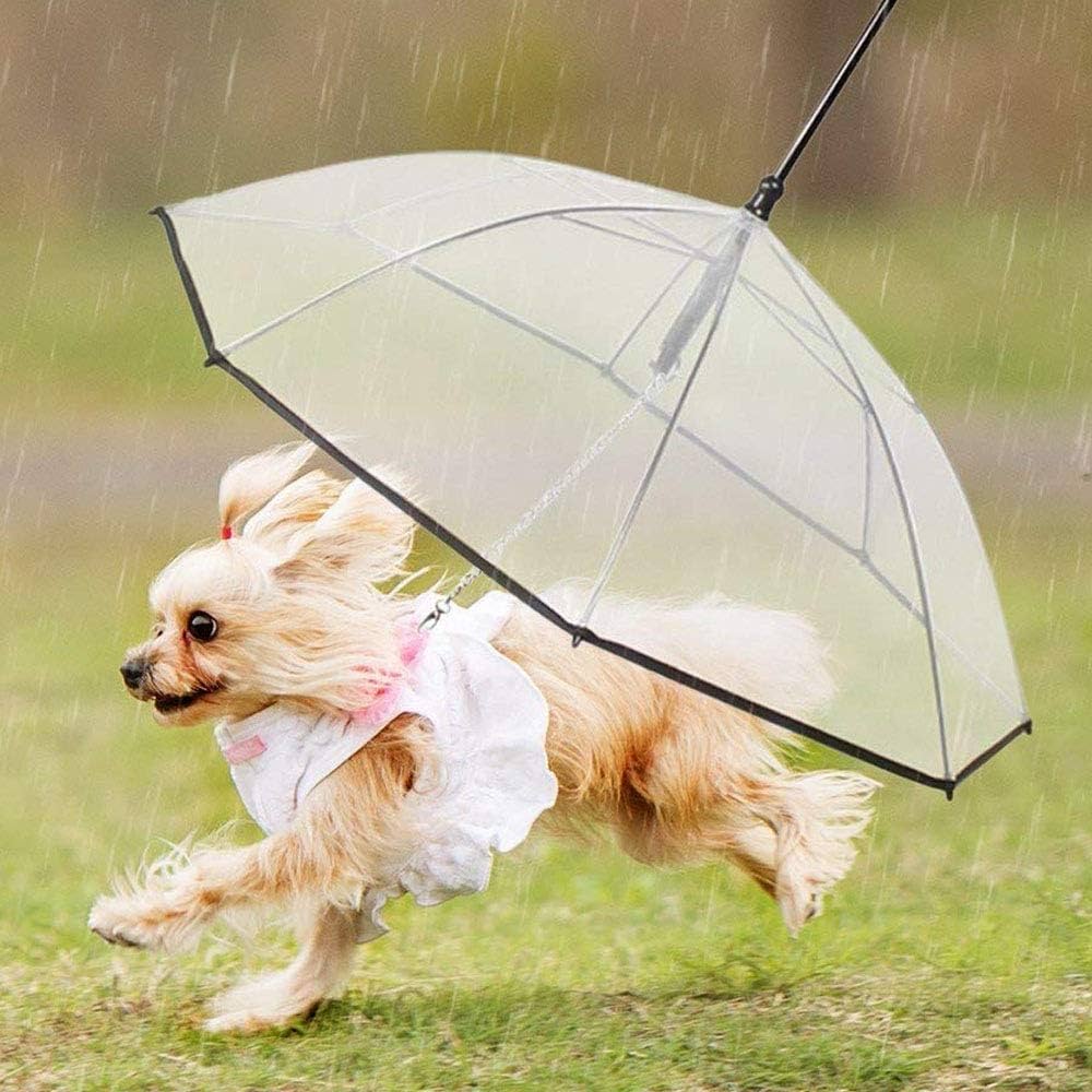 transparent pet umbrella in use in outdoor raining setting. small tan dog with pink harness is under the umbrella running on the grass. 