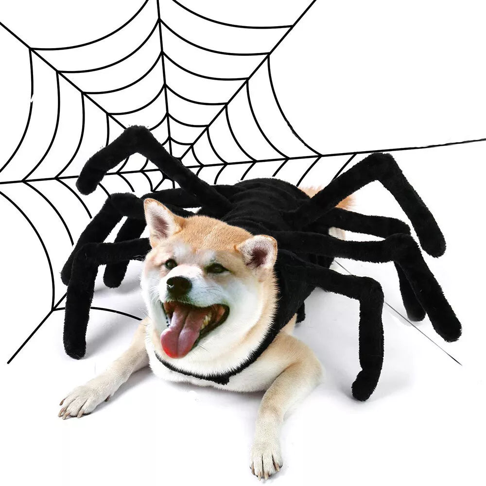 small dog wears spider costume, white background, black spider web on the background. 
