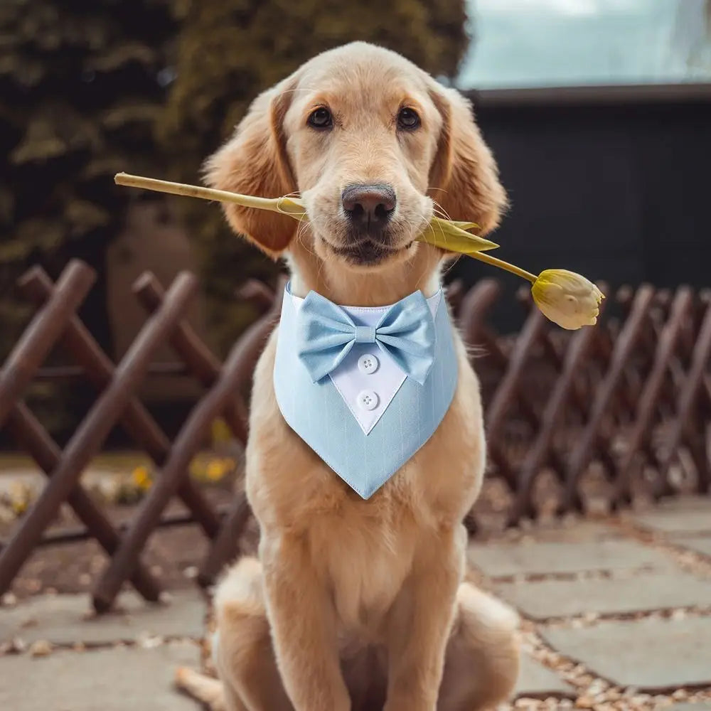 retriever pup sits with a long stemmed rose in it's mouth in an outdoor setting, wearing a light blue tuxedo bow tie.