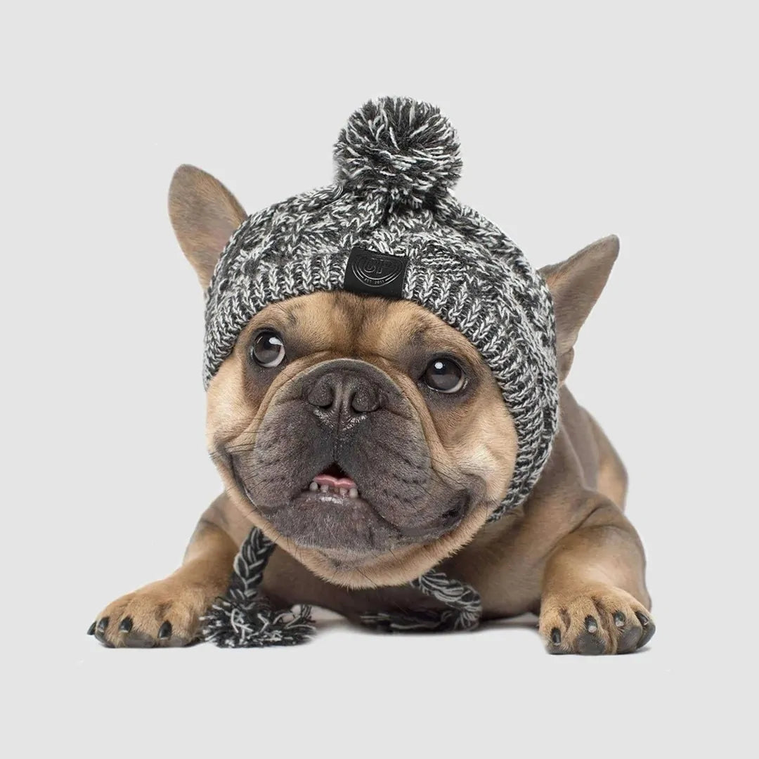 beige pug dog wearing a grey wool hat, white background. 