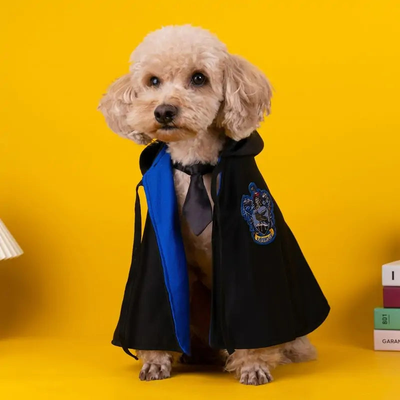 small cream poodle wears a wizard cosplay cap and tie on a yellow background