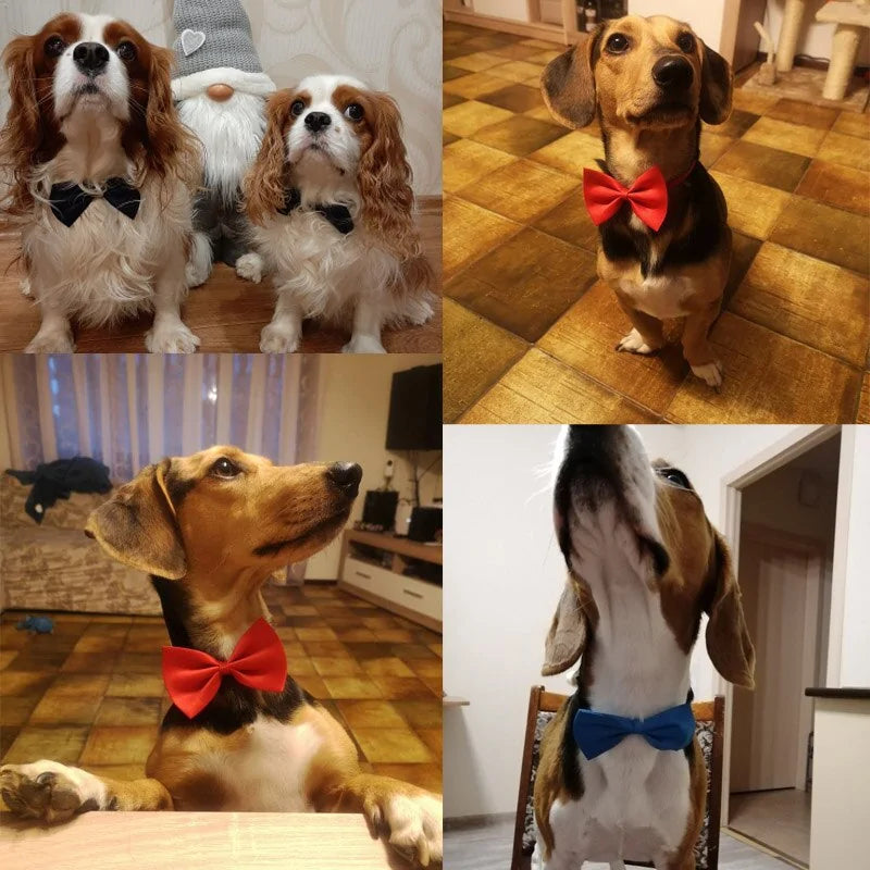 four images of dogs wearing bow ties in home settings. 