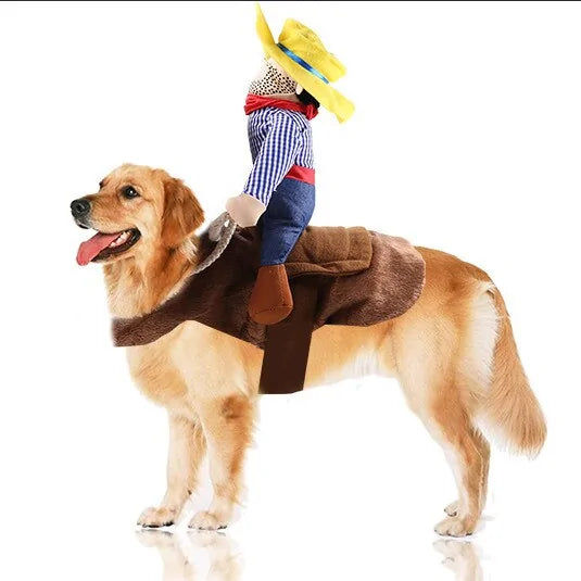 retriever dog wears a cowboy riding costume, white background