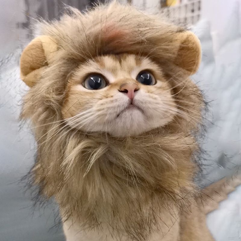 tabby cat wearing lion costume in home setting. 